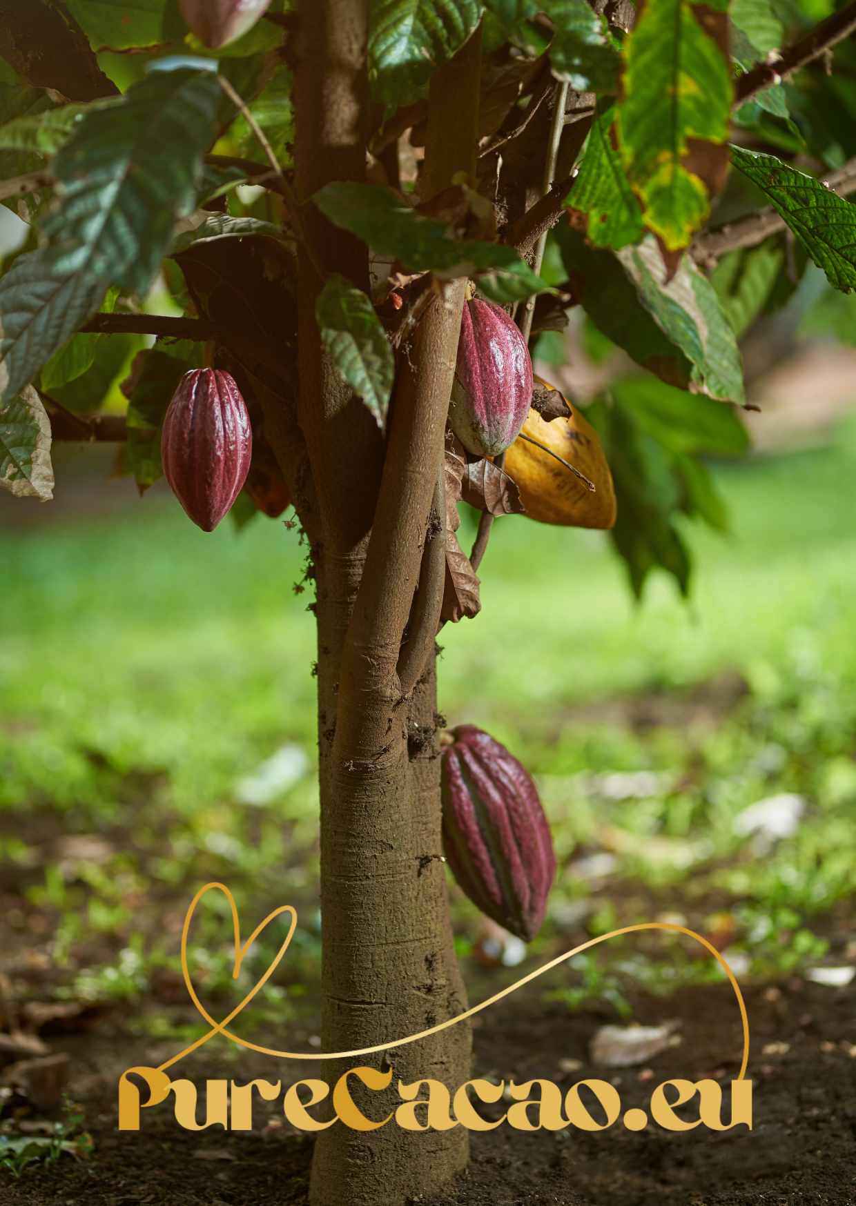 Peru Ceremonial Cacao - Fenix 250g
