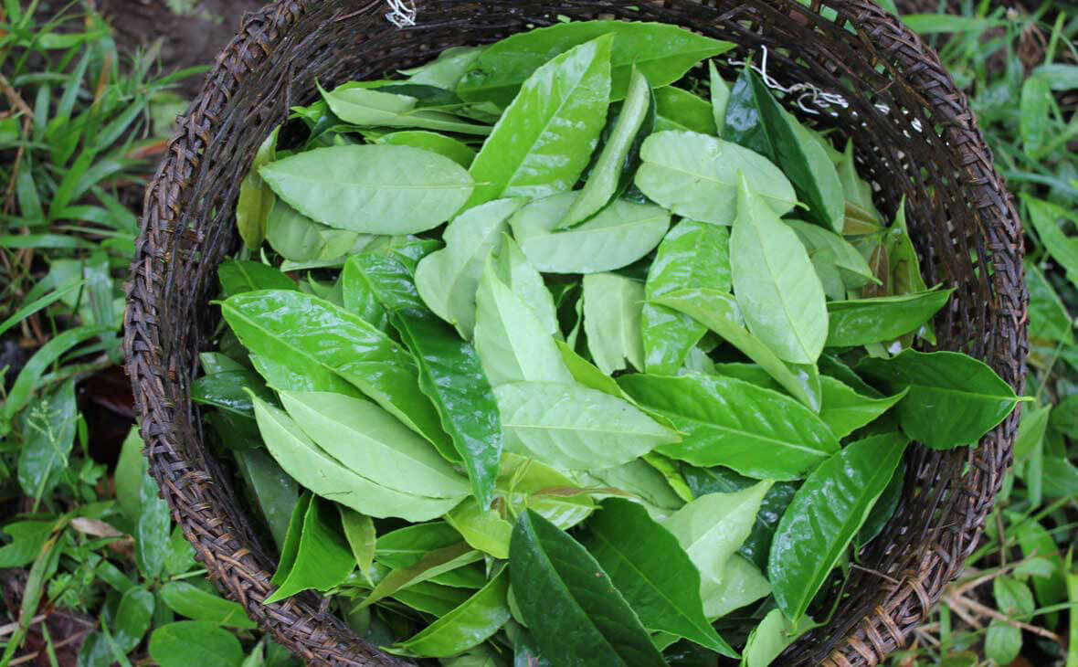 Wayusa - Guayusa - Amazónsky čaj